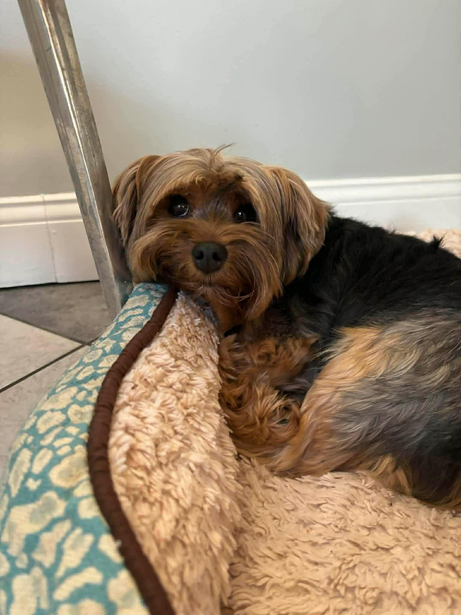 Enlarge Buster, a Adoptable Yorkshire Terrier in Richmond, KY image 4/5