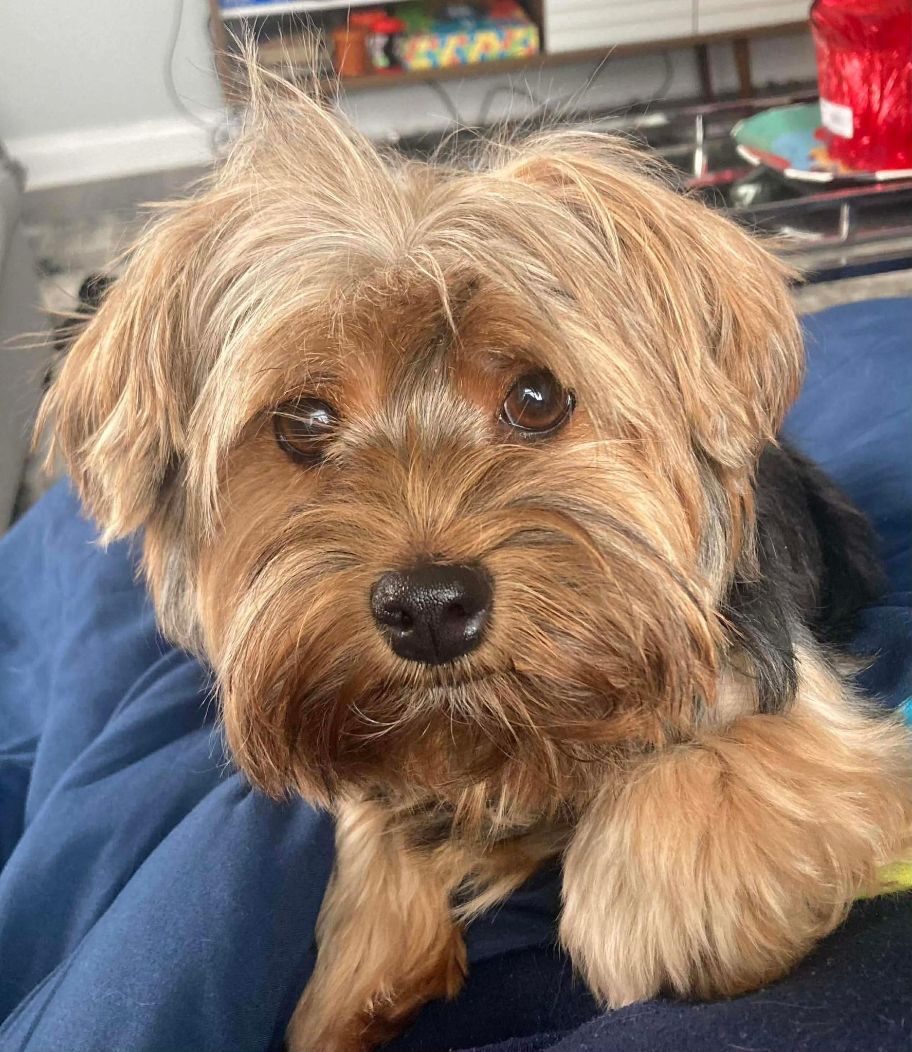 Enlarge Buster, a Adoptable Yorkshire Terrier in Richmond, KY image 5/5