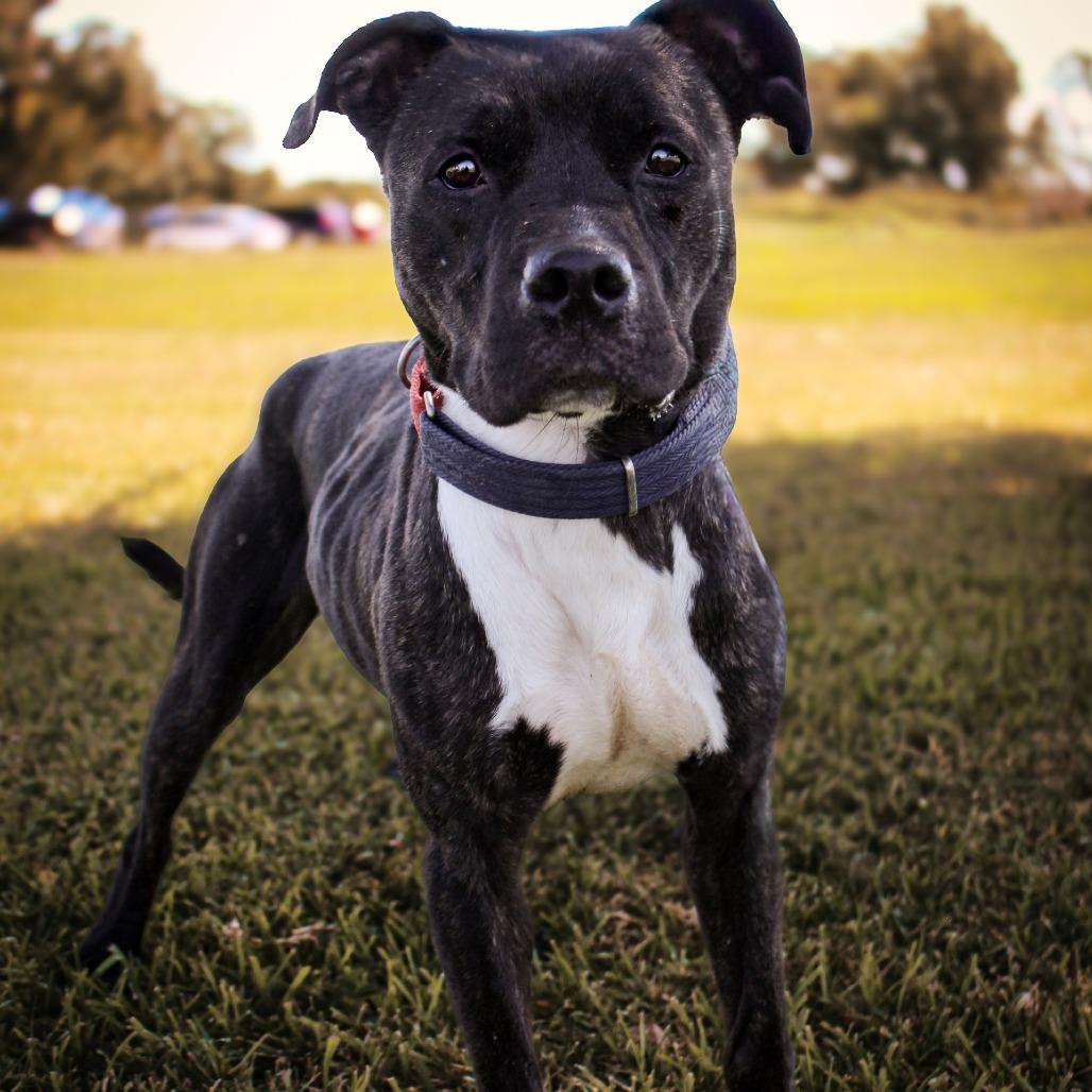 Enlarge Boudin, a Adoptable Mixed Breed in Lake Jackson, TX image 1/5