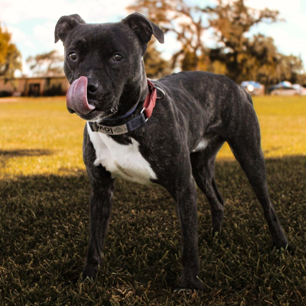 Enlarge Boudin, a Adoptable Mixed Breed in Lake Jackson, TX image 2/5