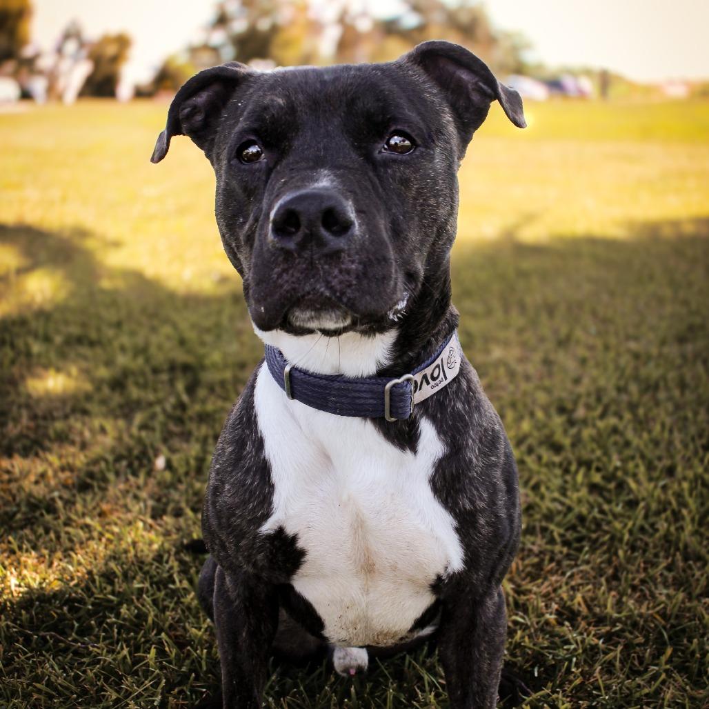 Boudin — thumbnail 3