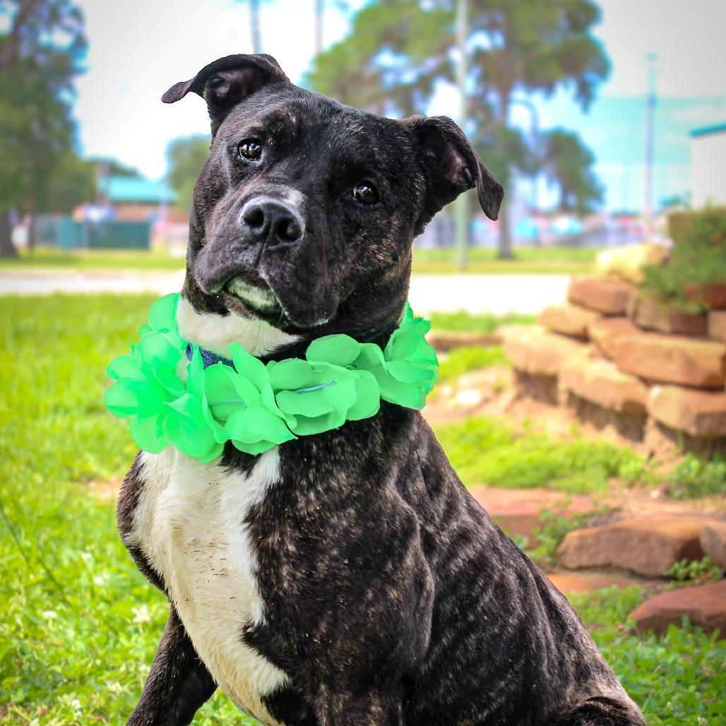 Enlarge Boudin, a Adoptable Mixed Breed in Lake Jackson, TX image 3/5