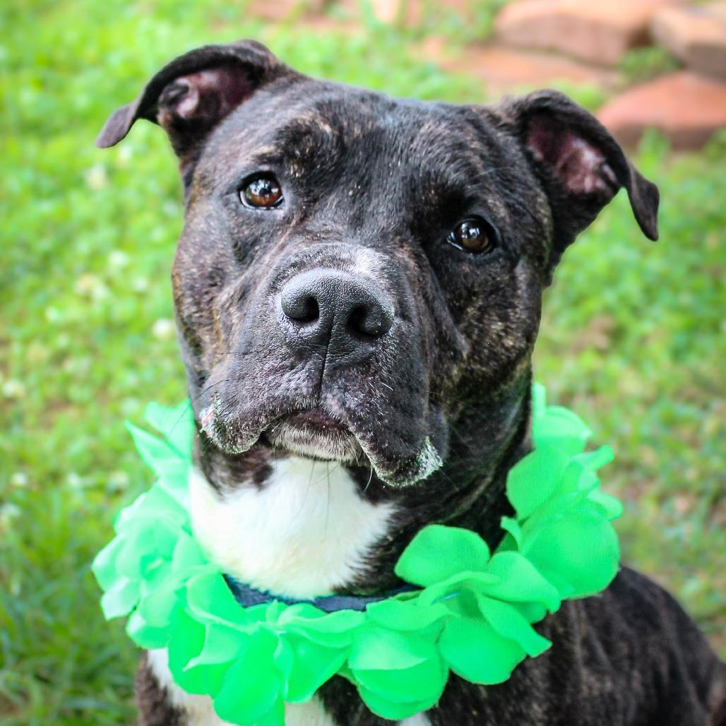 Enlarge Boudin, a Adoptable Mixed Breed in Lake Jackson, TX image 4/5