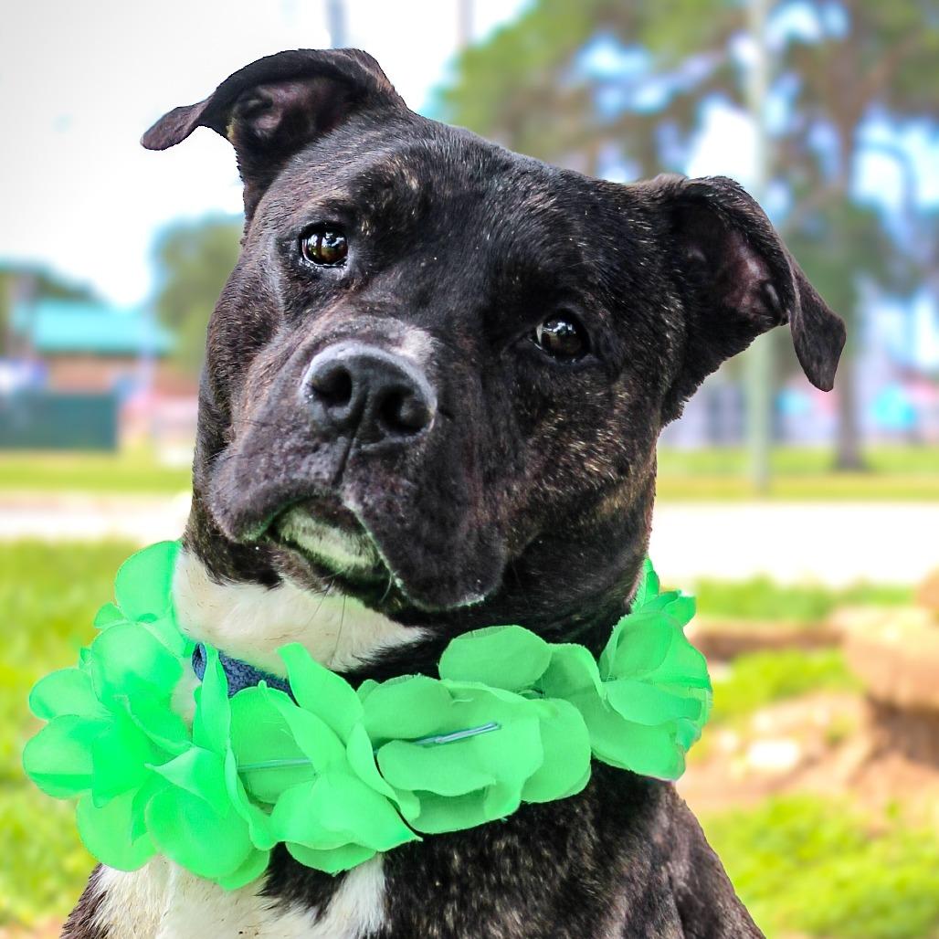 Enlarge Boudin, a Adoptable Mixed Breed in Lake Jackson, TX image 5/5