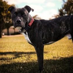 Boudin — thumbnail 4