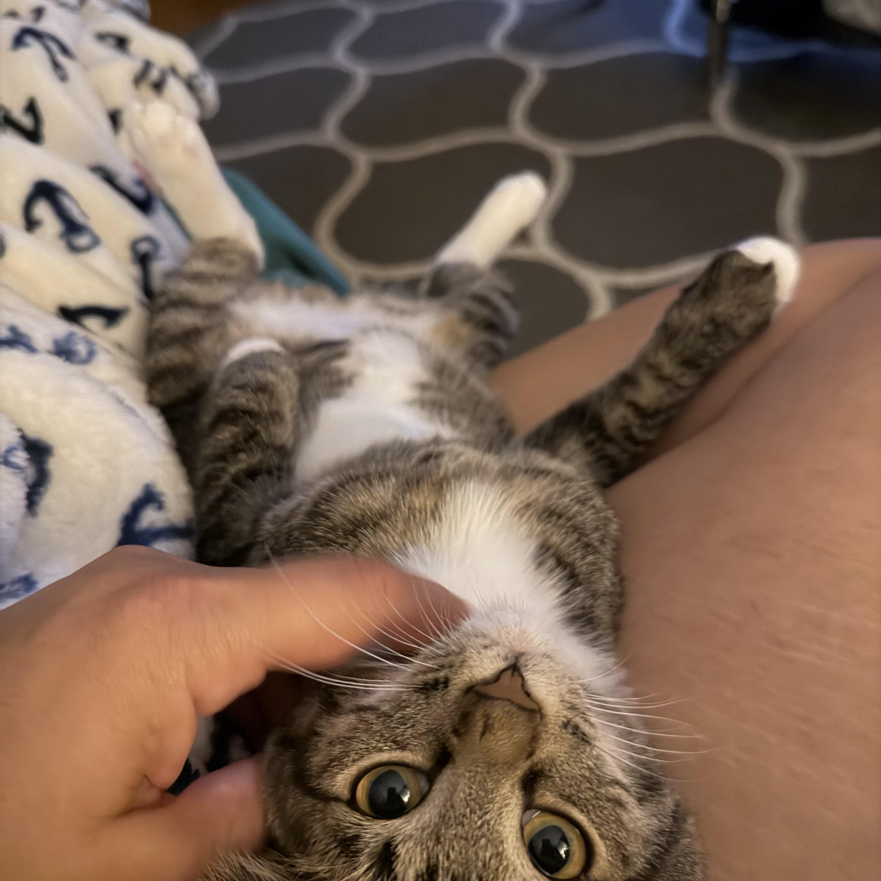 Enlarge Bowie Kitten, a Adoptable Domestic Short Hair in Oak Park, MI image 3/6