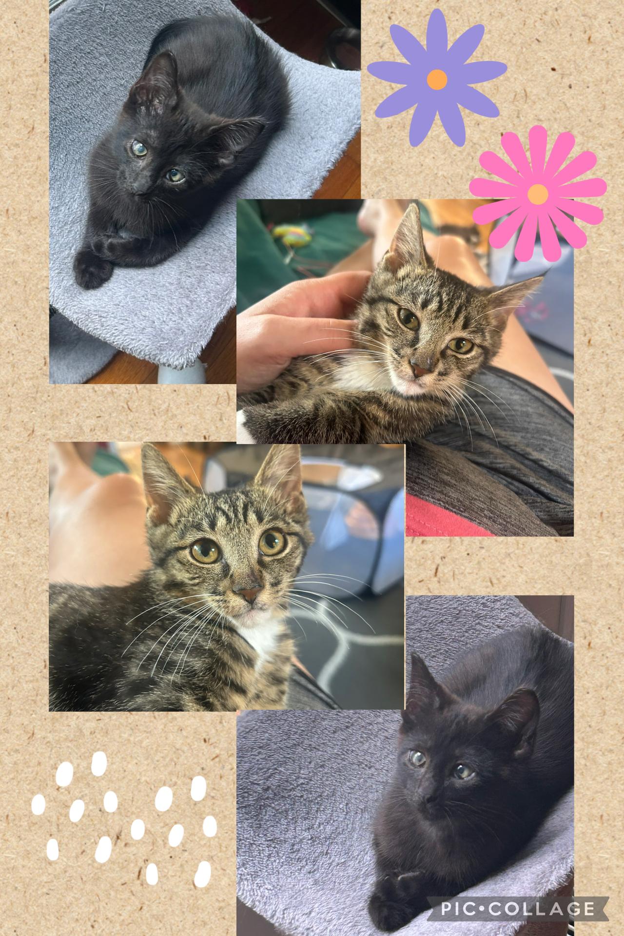 Bowie Bowtie, a Adoptable Domestic Short Hair in Oak Park, MI image 5/6