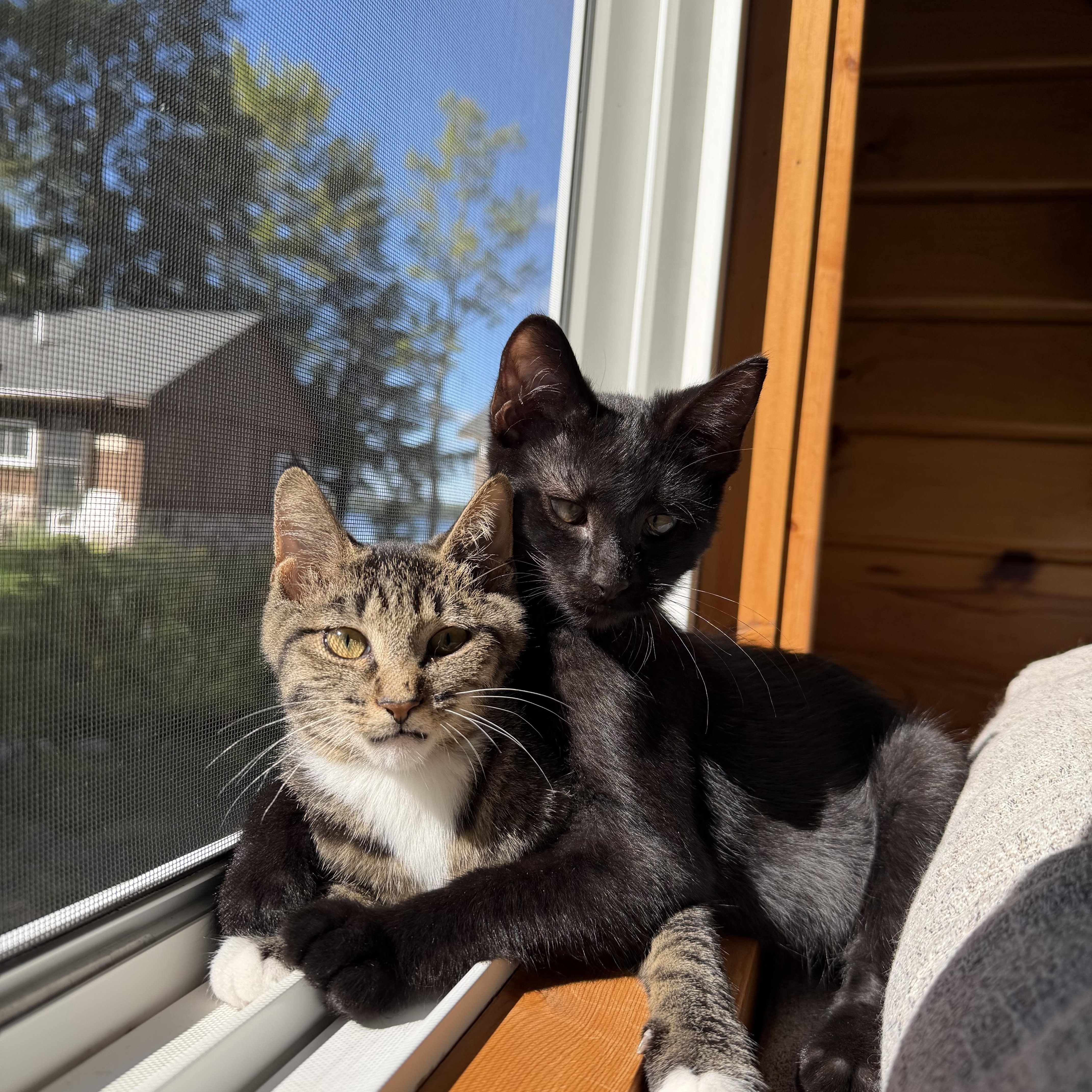 Bowie Bowtie, Adoptable, Kitten Male Domestic Short Hair.