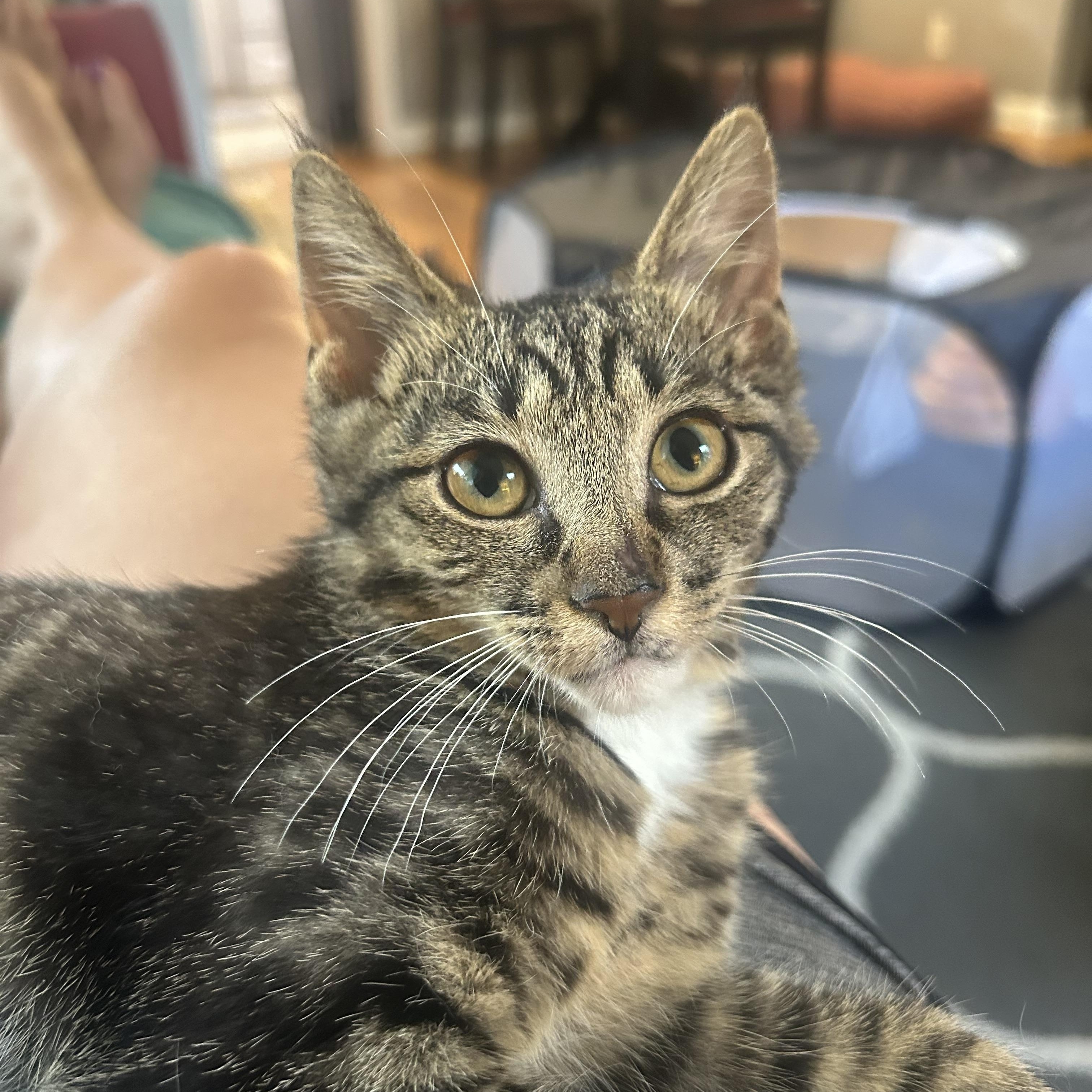 Bowie Bowtie, a Adoptable Domestic Short Hair in Oak Park, MI image 3/6