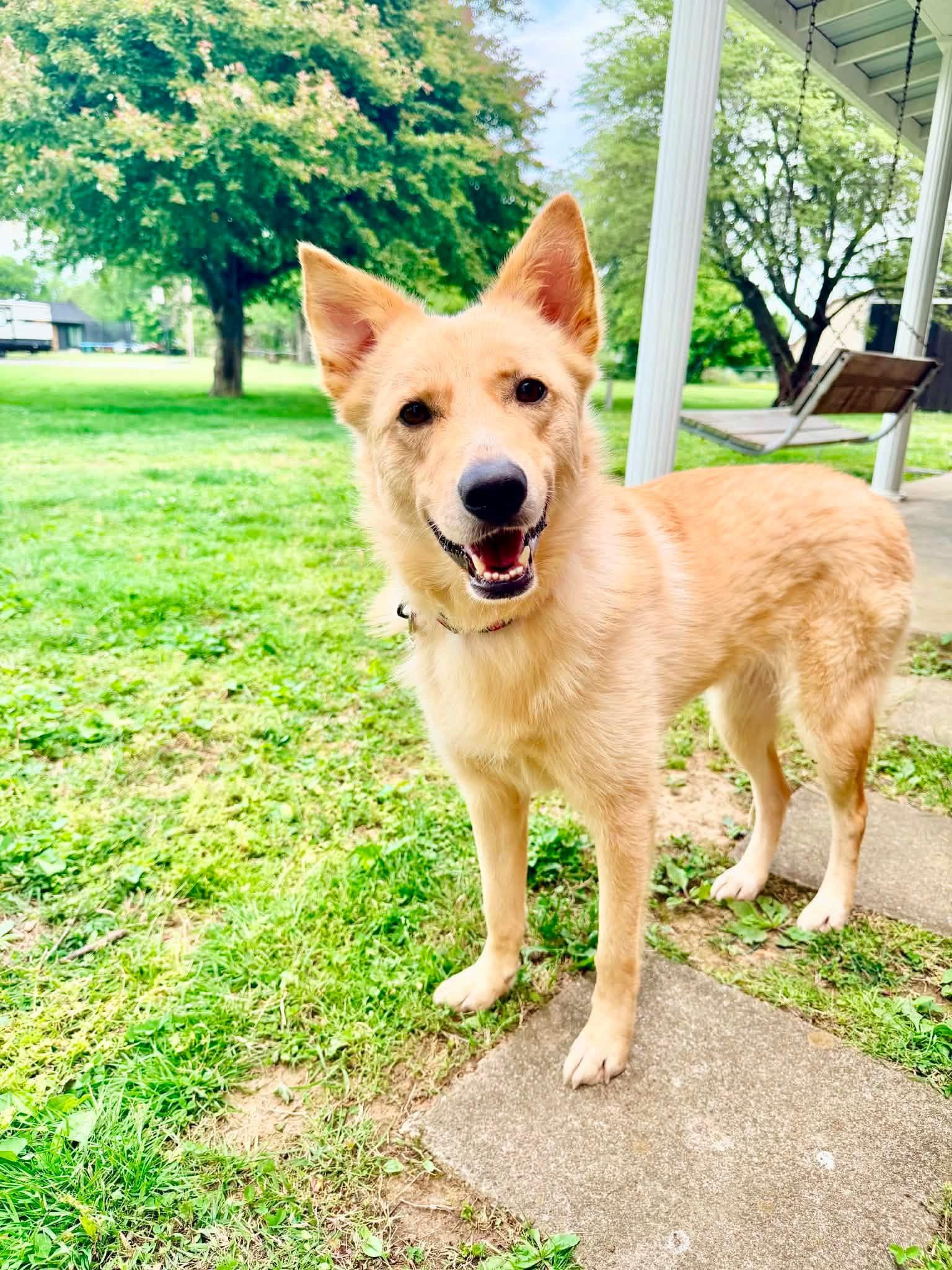 Blanche , ADOPTABLE, Adult Female German Shepherd Dog.