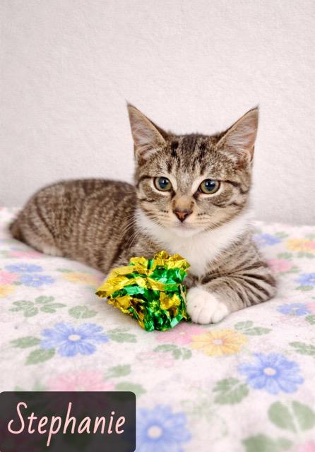 Enlarge Stephanie, a ADOPTABLE mixed breed in Englewood, FL image 1/1