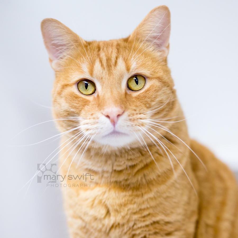 Tangerine thumbnail 2