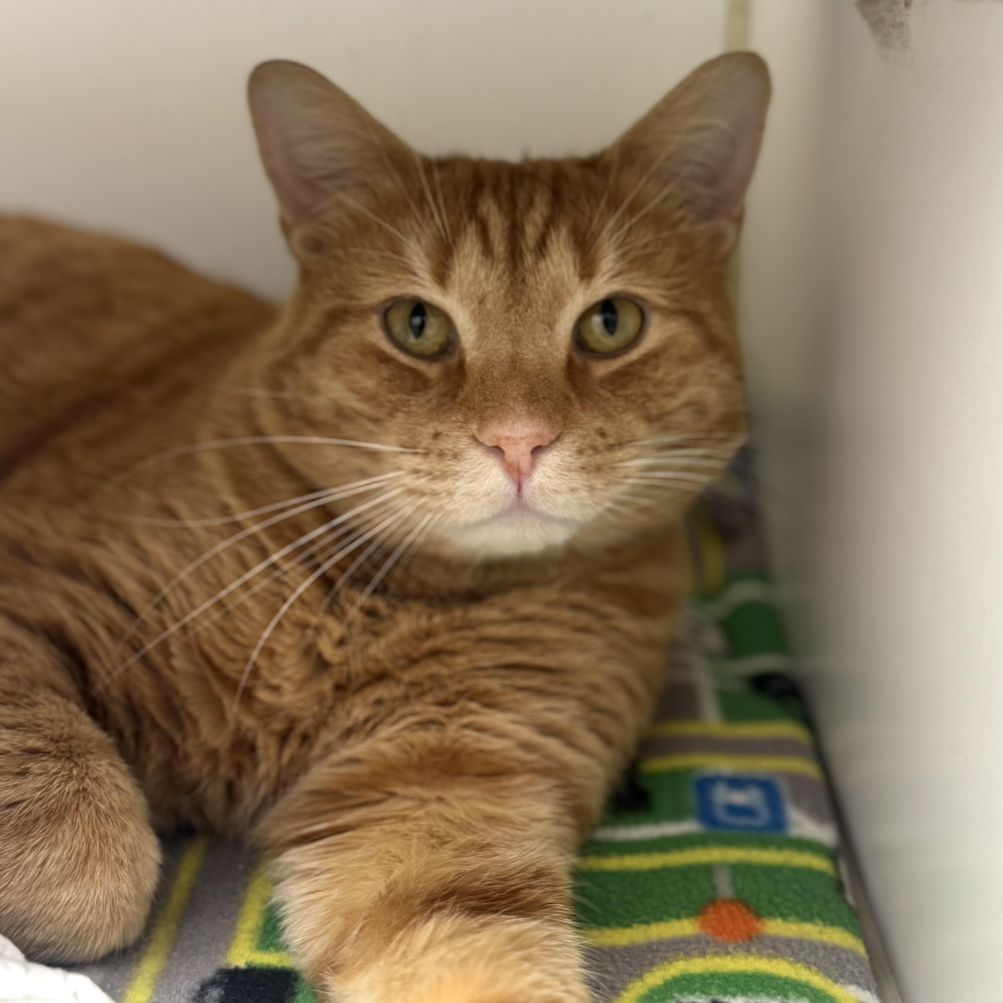 Tangerine thumbnail 3