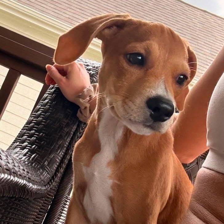 Enlarge Princess, a ADOPTABLE mixed breed in Myrtle Beach, SC image 1/3