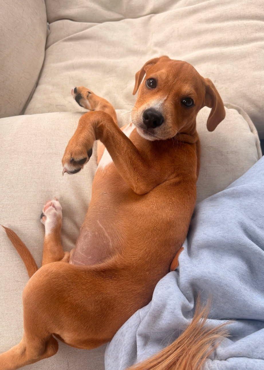 Enlarge Princess, a ADOPTABLE mixed breed in Myrtle Beach, SC image 2/3