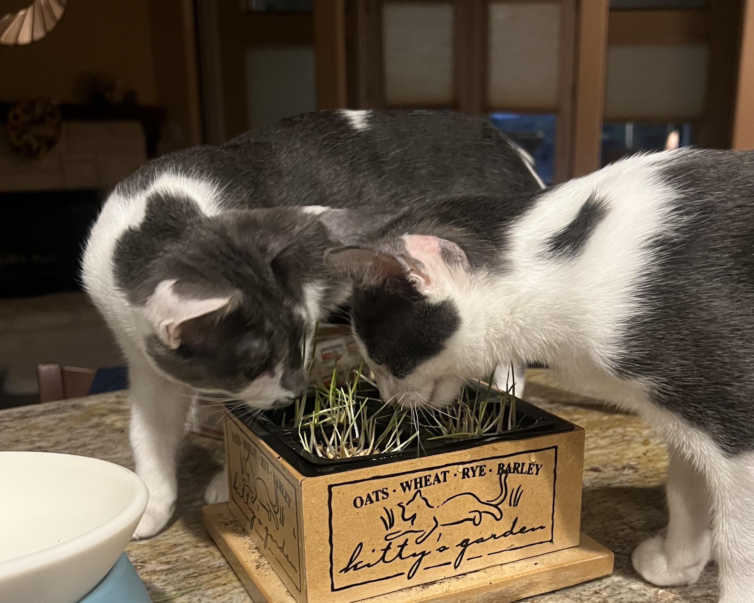 Valerie, a Adoptable mixed breed in San Antonio, TX image 2/6