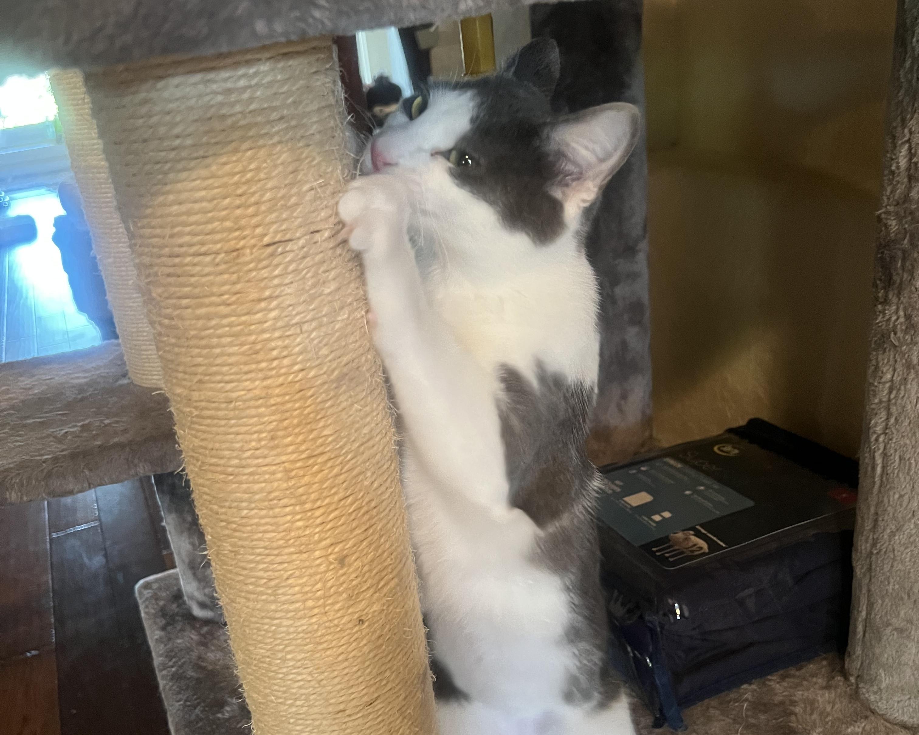 Valerie, a Adoptable mixed breed in San Antonio, TX image 6/6