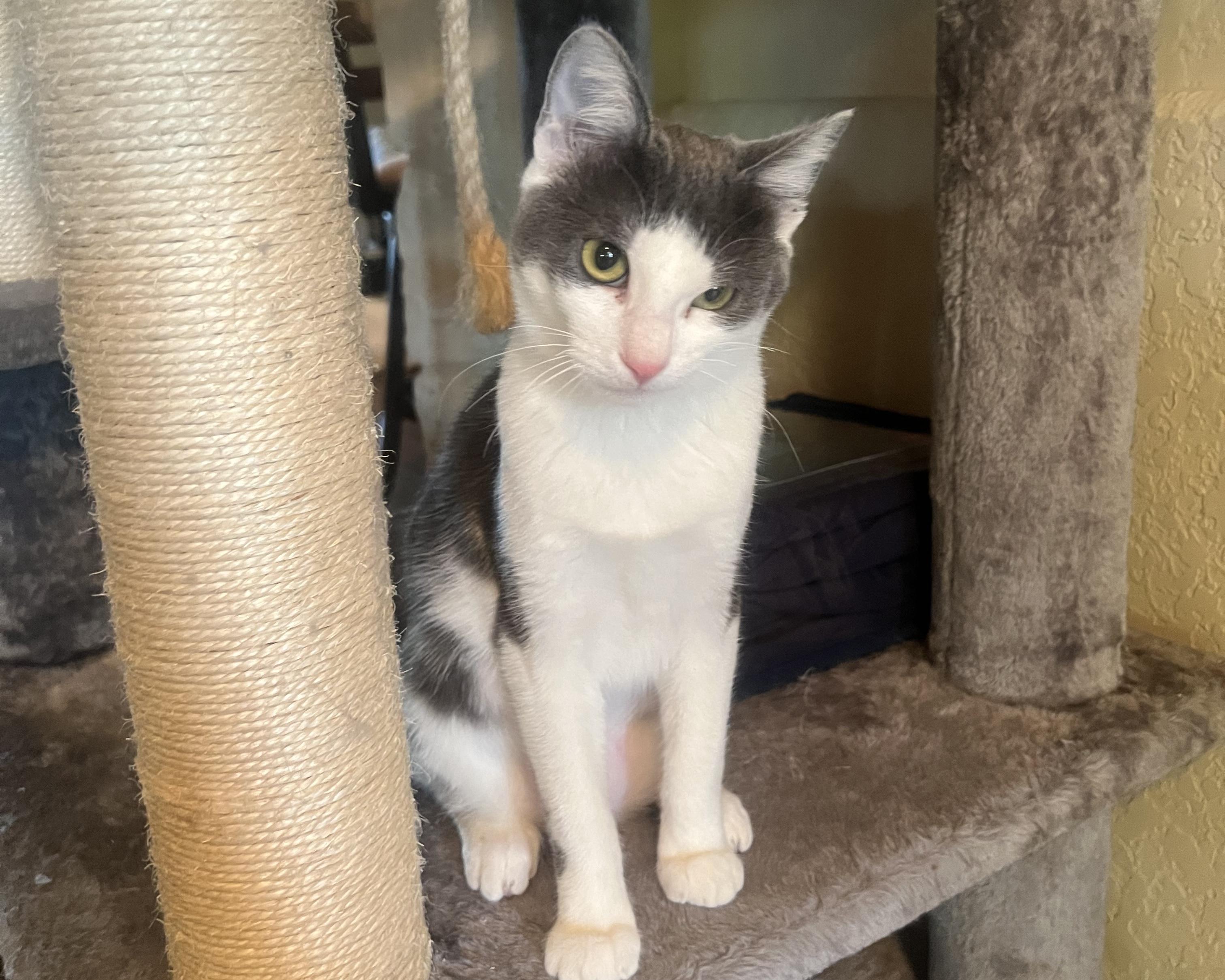 Valerie, a Adoptable mixed breed in San Antonio, TX image 3/6