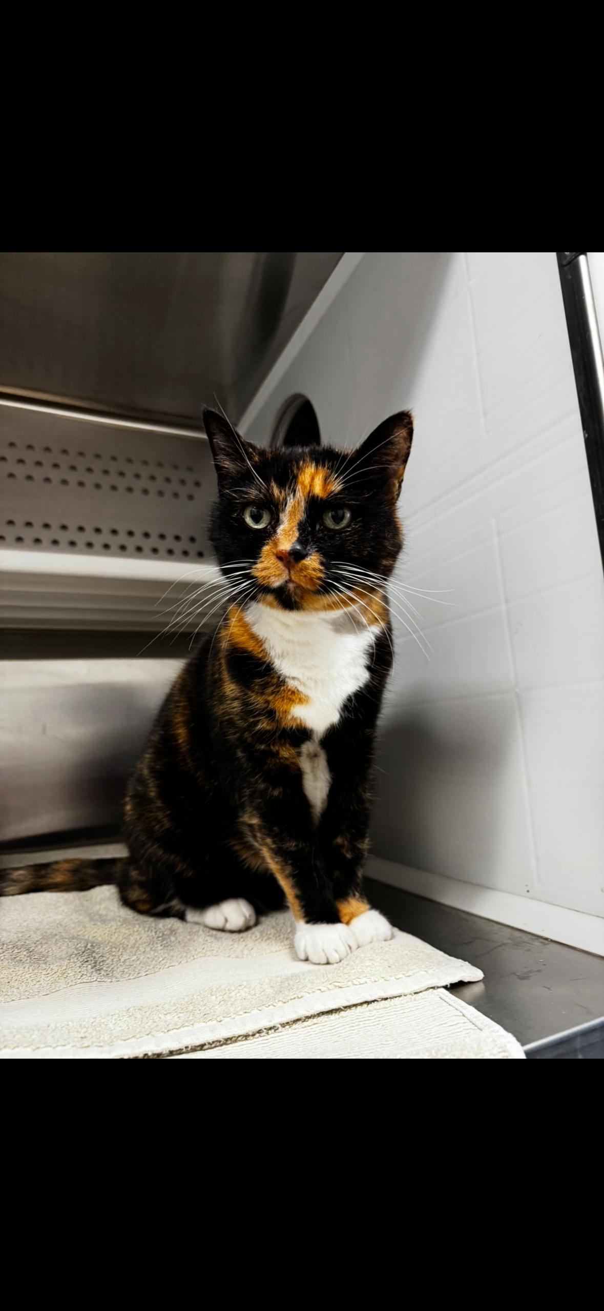 Jinx, Adoptable, Senior Female Domestic Short Hair.