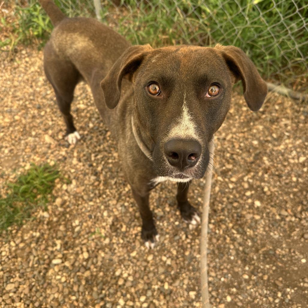 Pacino, Adoptable, Adult Male Mixed Breed.