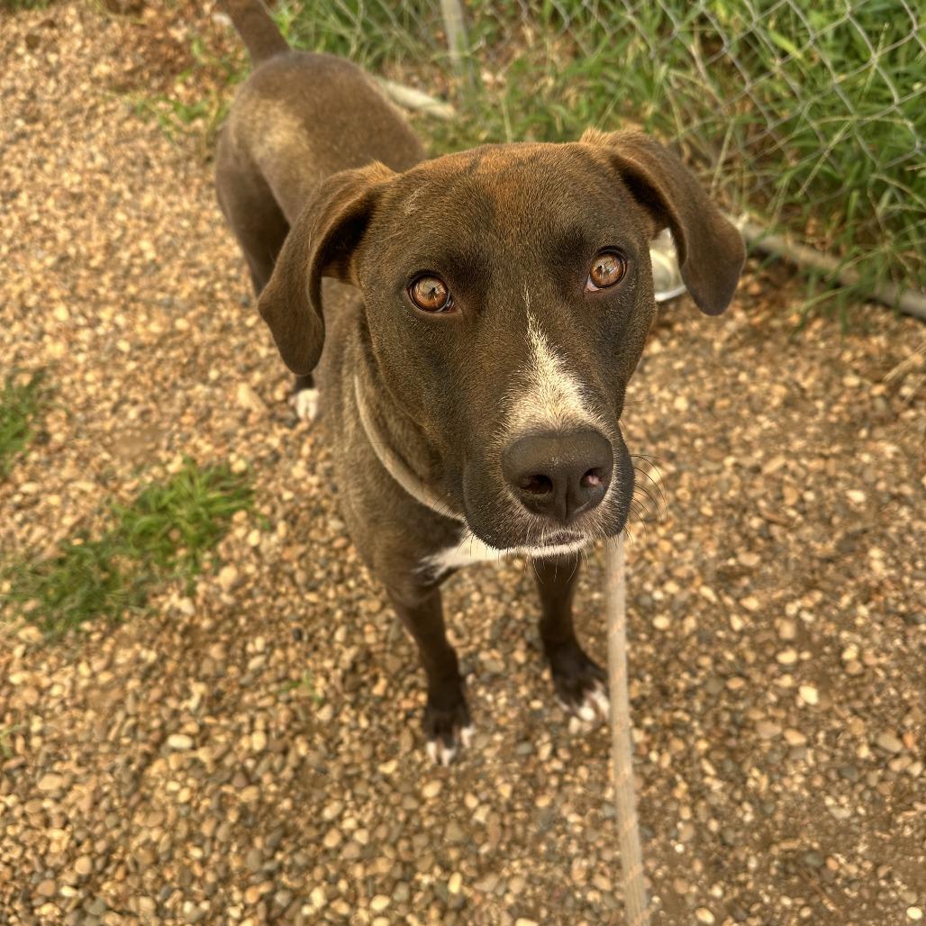 Enlarge Pacino, a Adoptable Mixed Breed in Chariton, IA image 2/6
