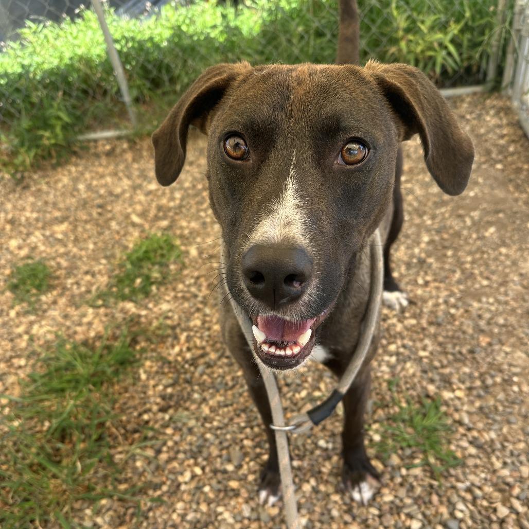 Enlarge Pacino, a Adoptable Mixed Breed in Chariton, IA image 3/6