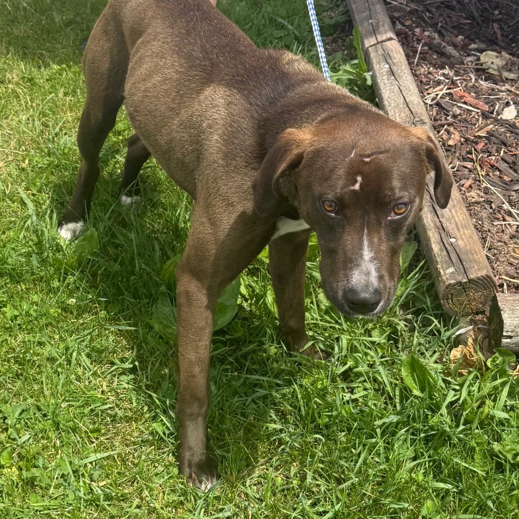 Enlarge Pacino, a Adoptable Mixed Breed in Chariton, IA image 4/6