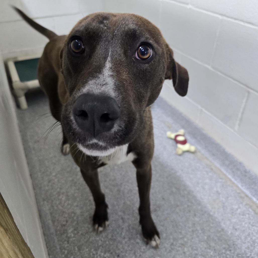 Enlarge Pacino, a Adoptable Mixed Breed in Chariton, IA image 5/6