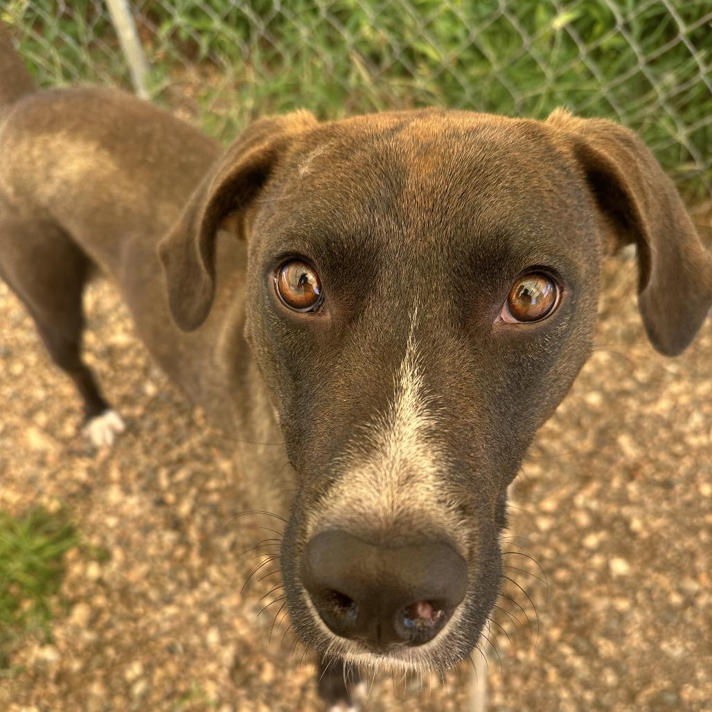 Enlarge Pacino, a Adoptable Mixed Breed in Chariton, IA image 6/6