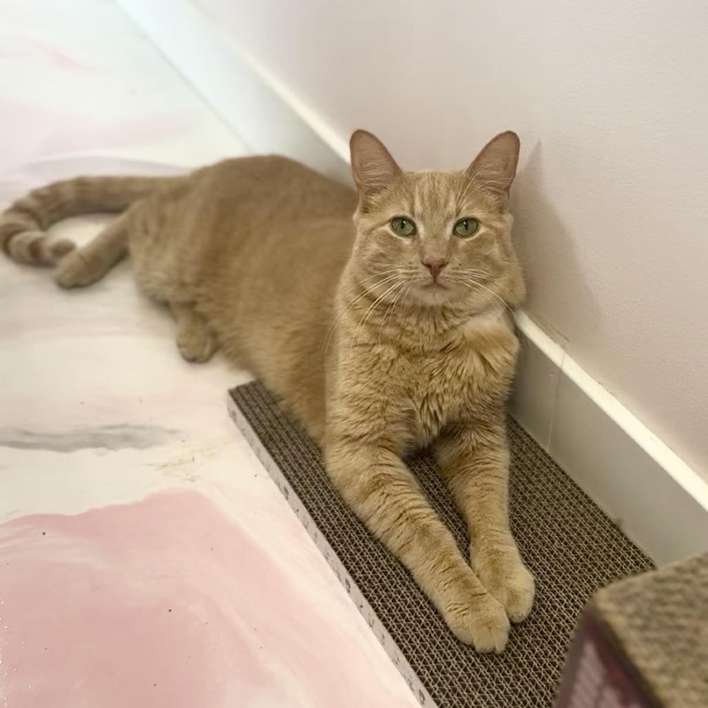 Enlarge Churro, a Adoptable mixed breed in Forest Park, IL image 1/1