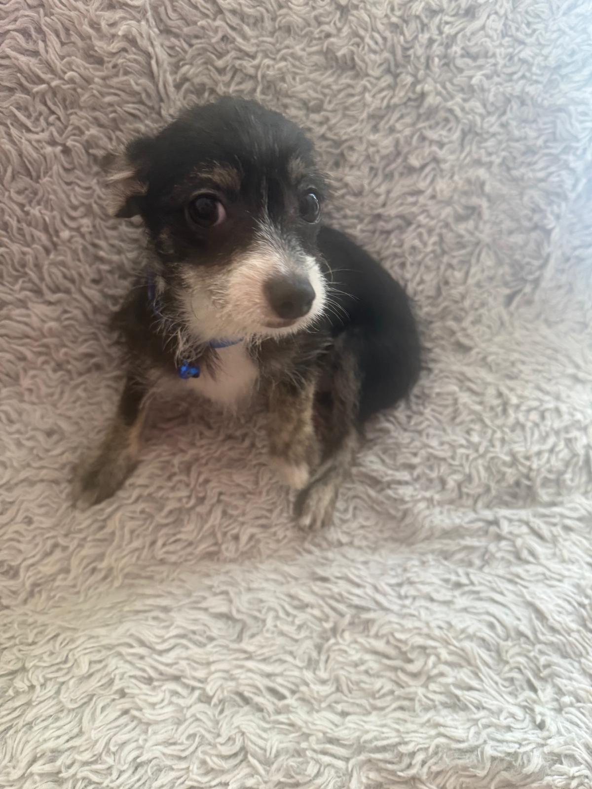 Enlarge Luca, an adopted mixed breed in New York , NY image 2/6