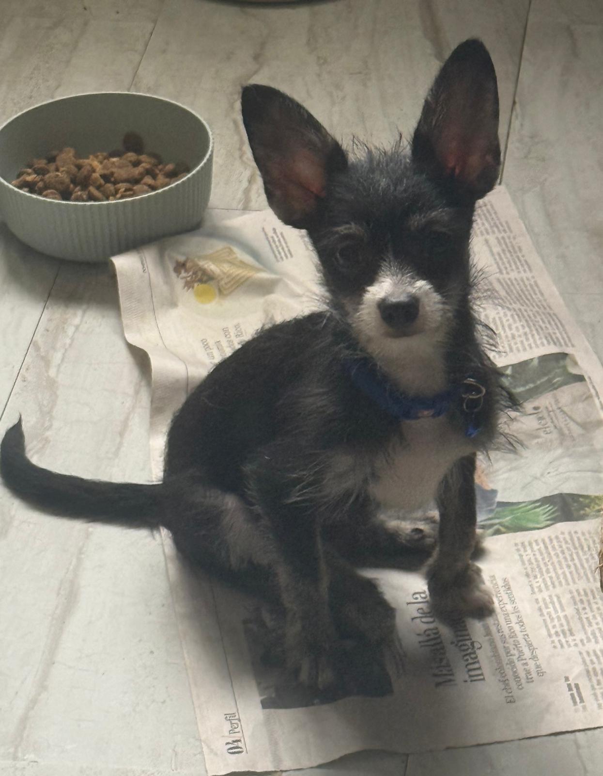 Enlarge Luca, an adopted mixed breed in New York , NY image 4/6