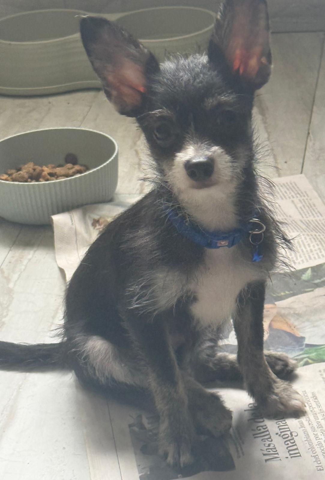 Enlarge Luca, an adopted mixed breed in New York , NY image 3/6