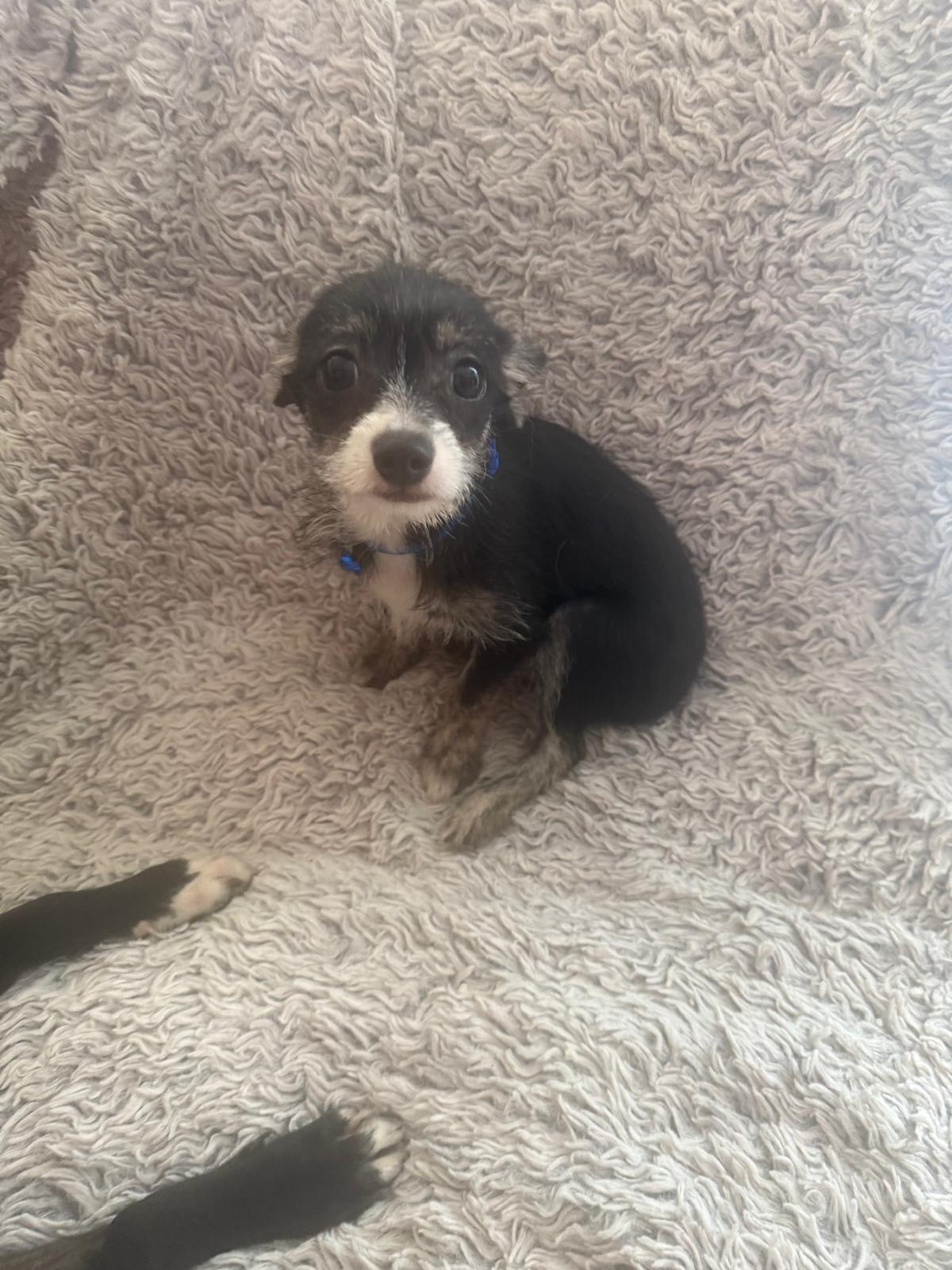 Enlarge Luca, an adopted mixed breed in New York , NY image 5/6