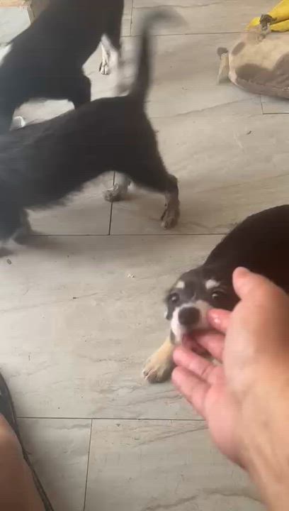 Enlarge Luca, an adopted mixed breed in New York , NY video 6/6