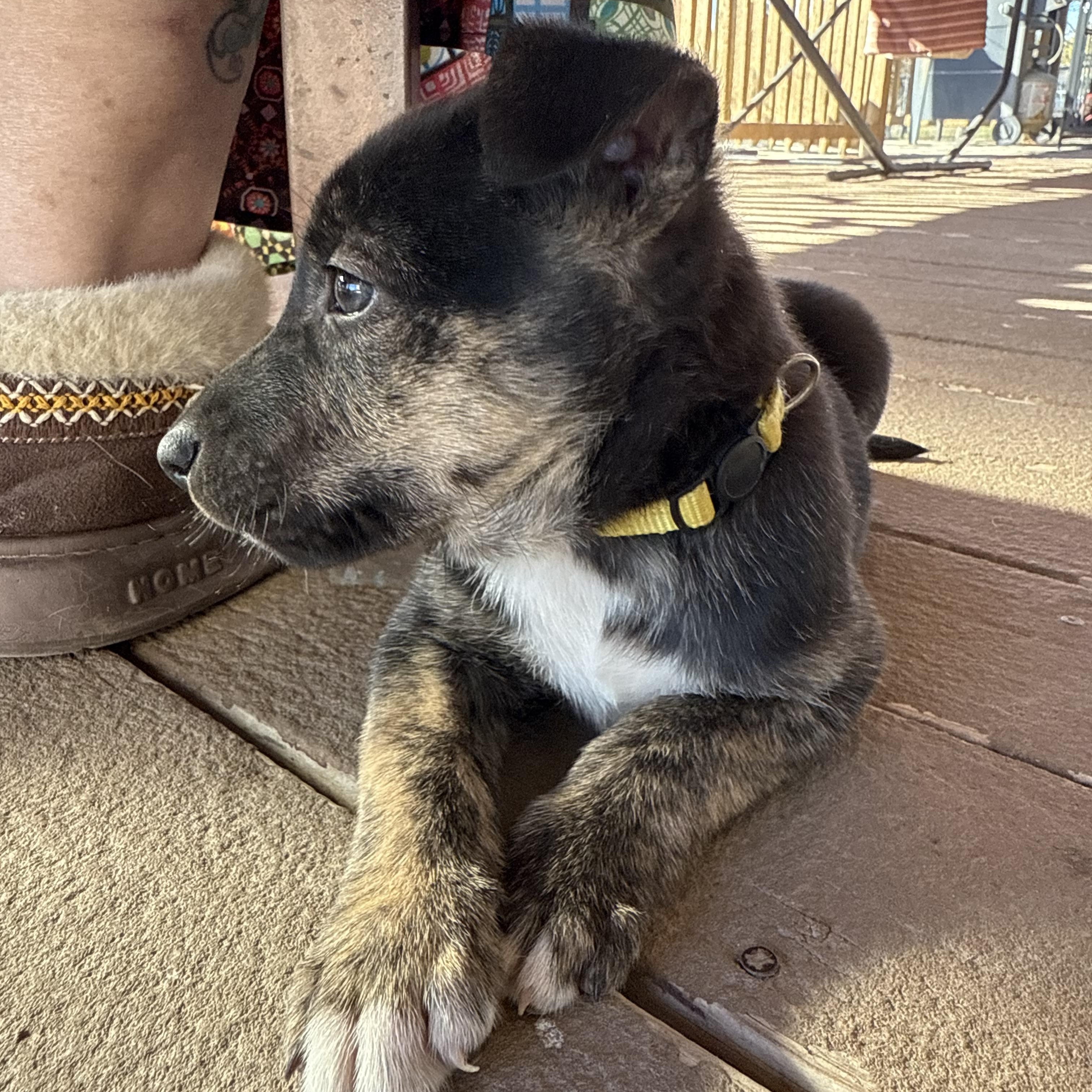 Enlarge Atlas, a Adoptable mixed breed in Austin, TX image 2/6