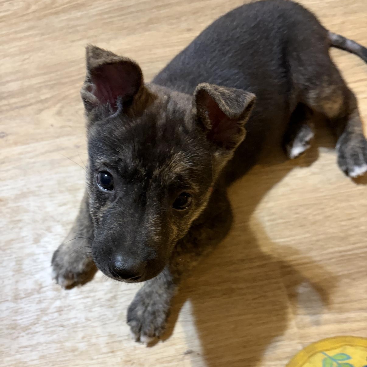 Enlarge Atlas, a Adoptable mixed breed in Austin, TX image 1/6