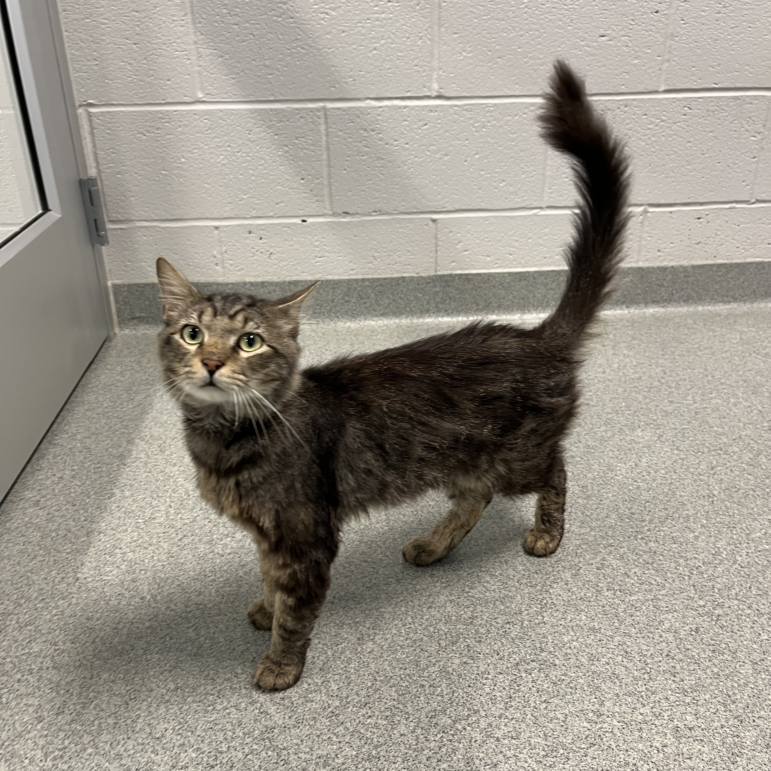 Cat for adoption Dizzy, a Domestic Short Hair in Randleman, NC