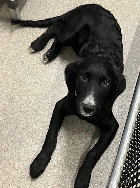 Lighting 5 months, Adoptable, Young Female Standard Poodle & Retriever.