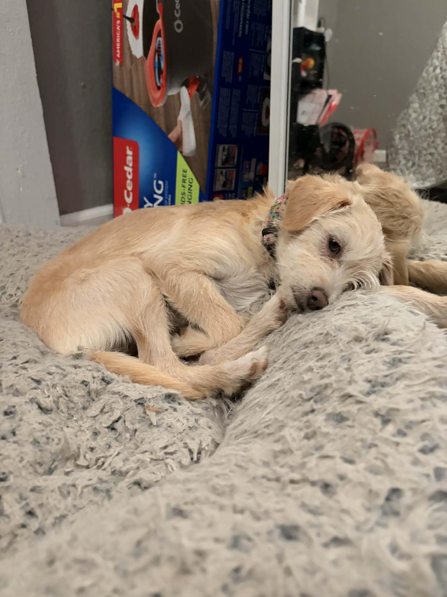 Enlarge Frankie, a ADOPTABLE mixed breed in Fresno, CA image 4/4