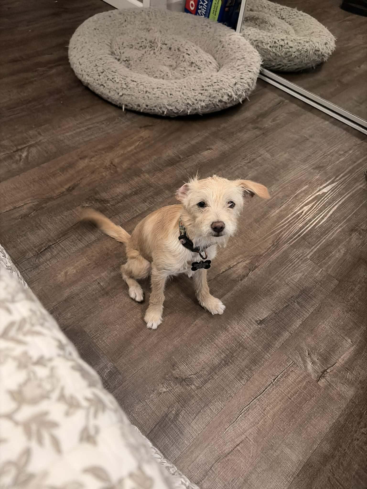 Enlarge Frankie, a ADOPTABLE mixed breed in Fresno, CA image 2/4