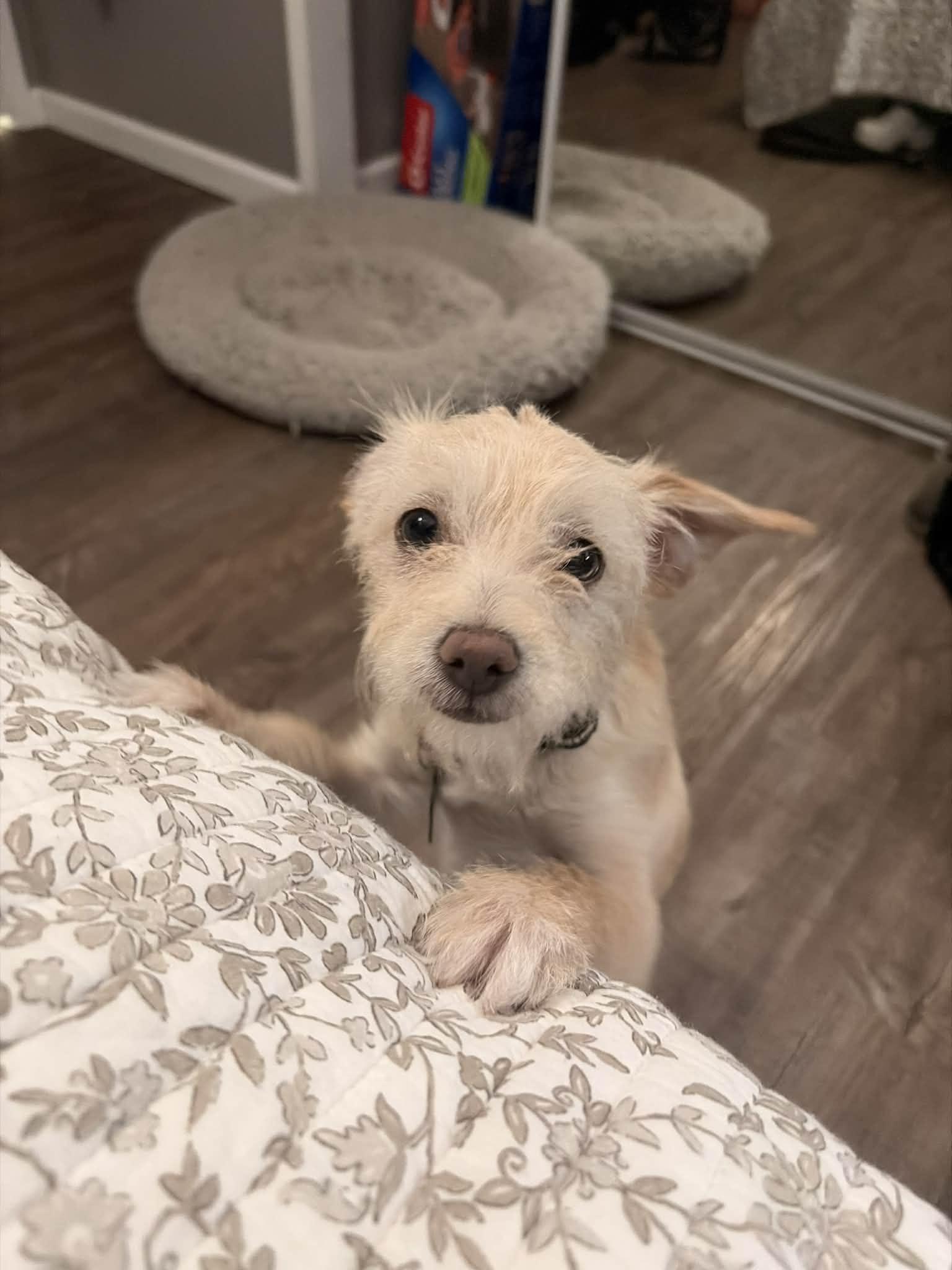 Enlarge Frankie, a ADOPTABLE mixed breed in Fresno, CA image 3/4