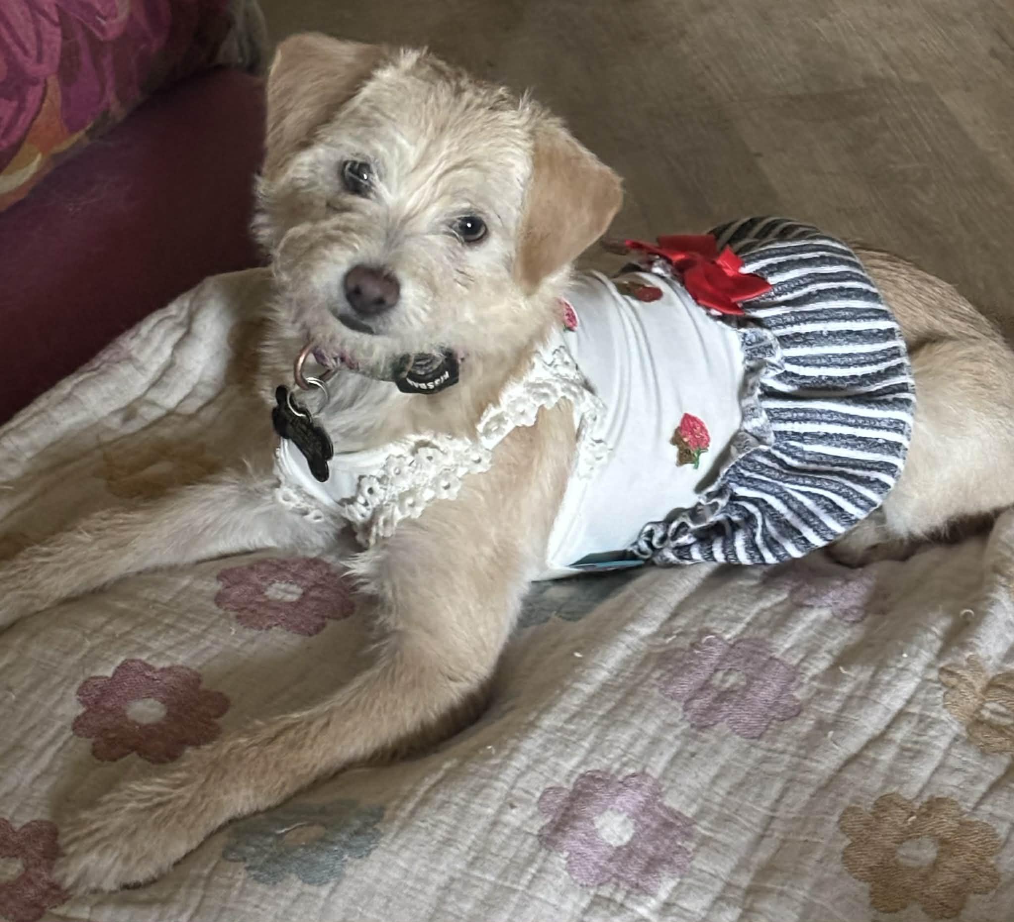 Enlarge Frankie, a ADOPTABLE mixed breed in Fresno, CA image 1/4