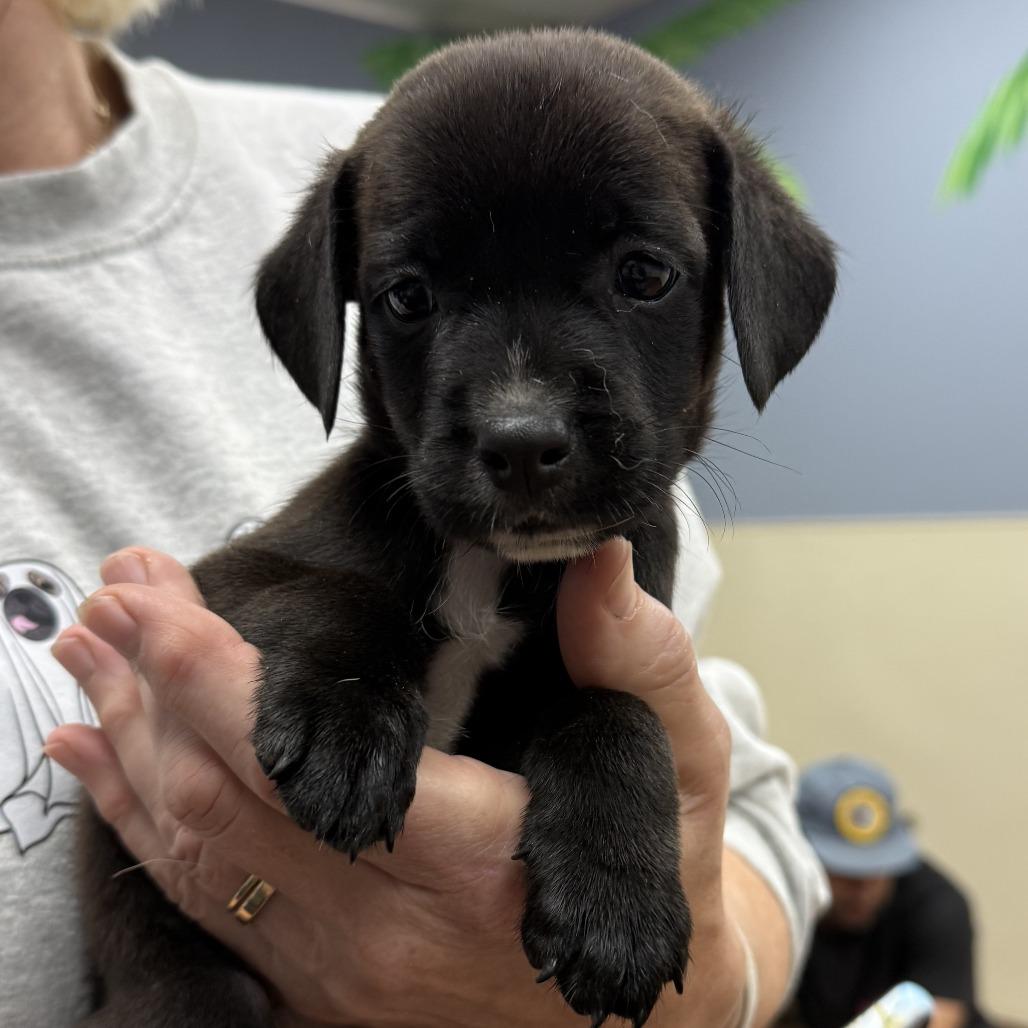 Sirius, Adoptable, Puppy Male Labrador Retriever & Mixed Breed.