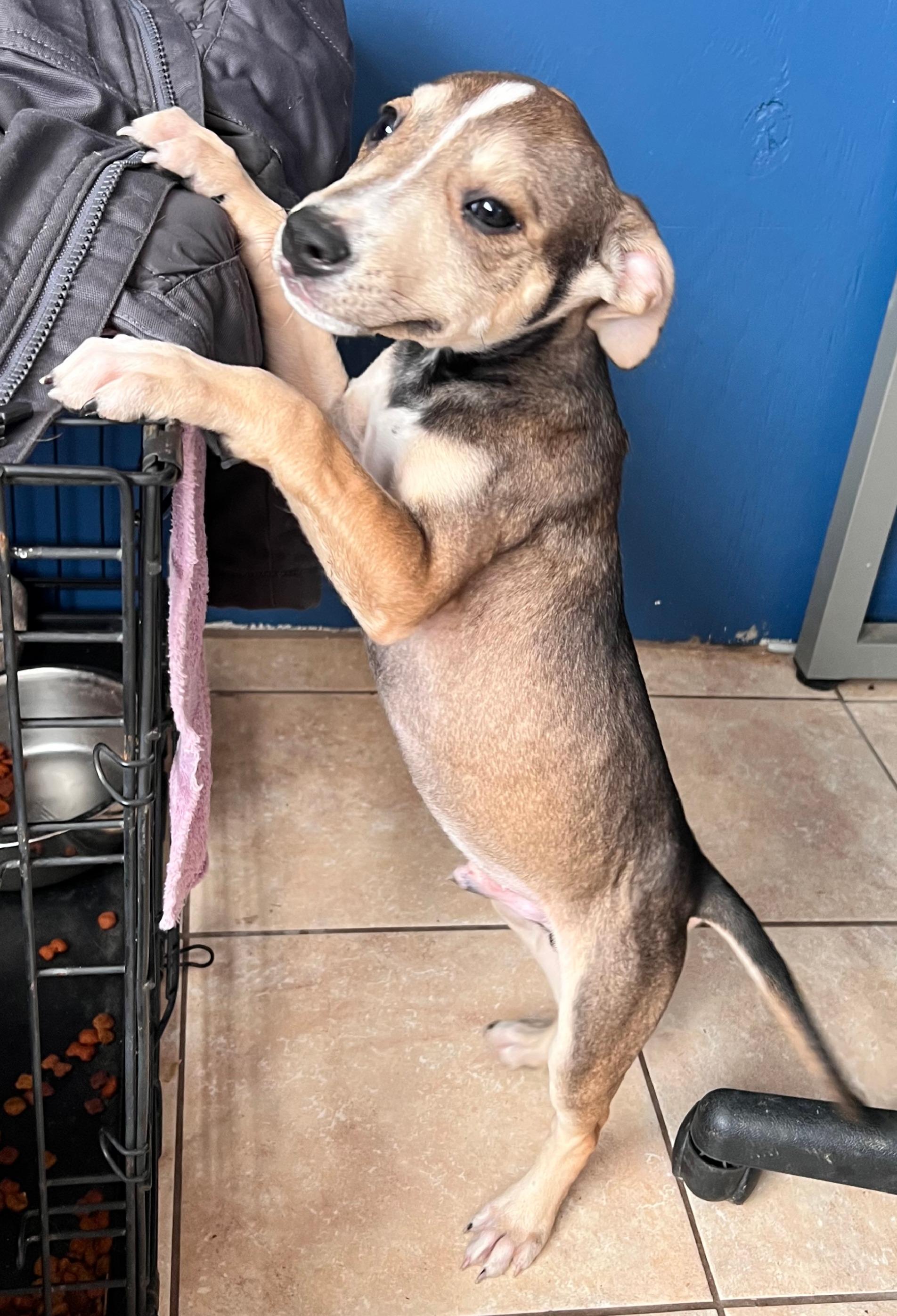 Thunder Twinkle — thumbnail 3