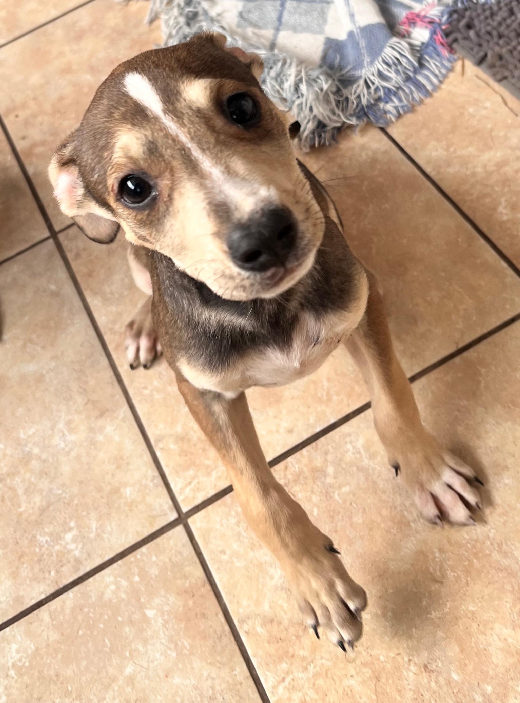 Thunder Twinkle — thumbnail 4