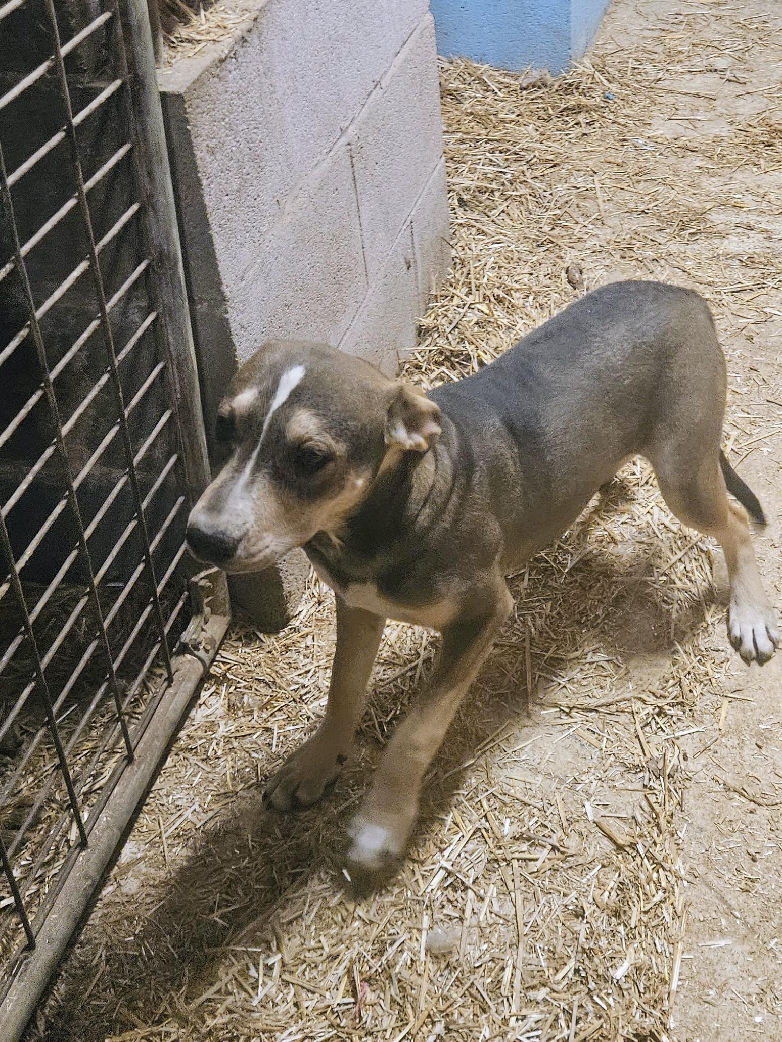 Thunder Twinkle — thumbnail 5