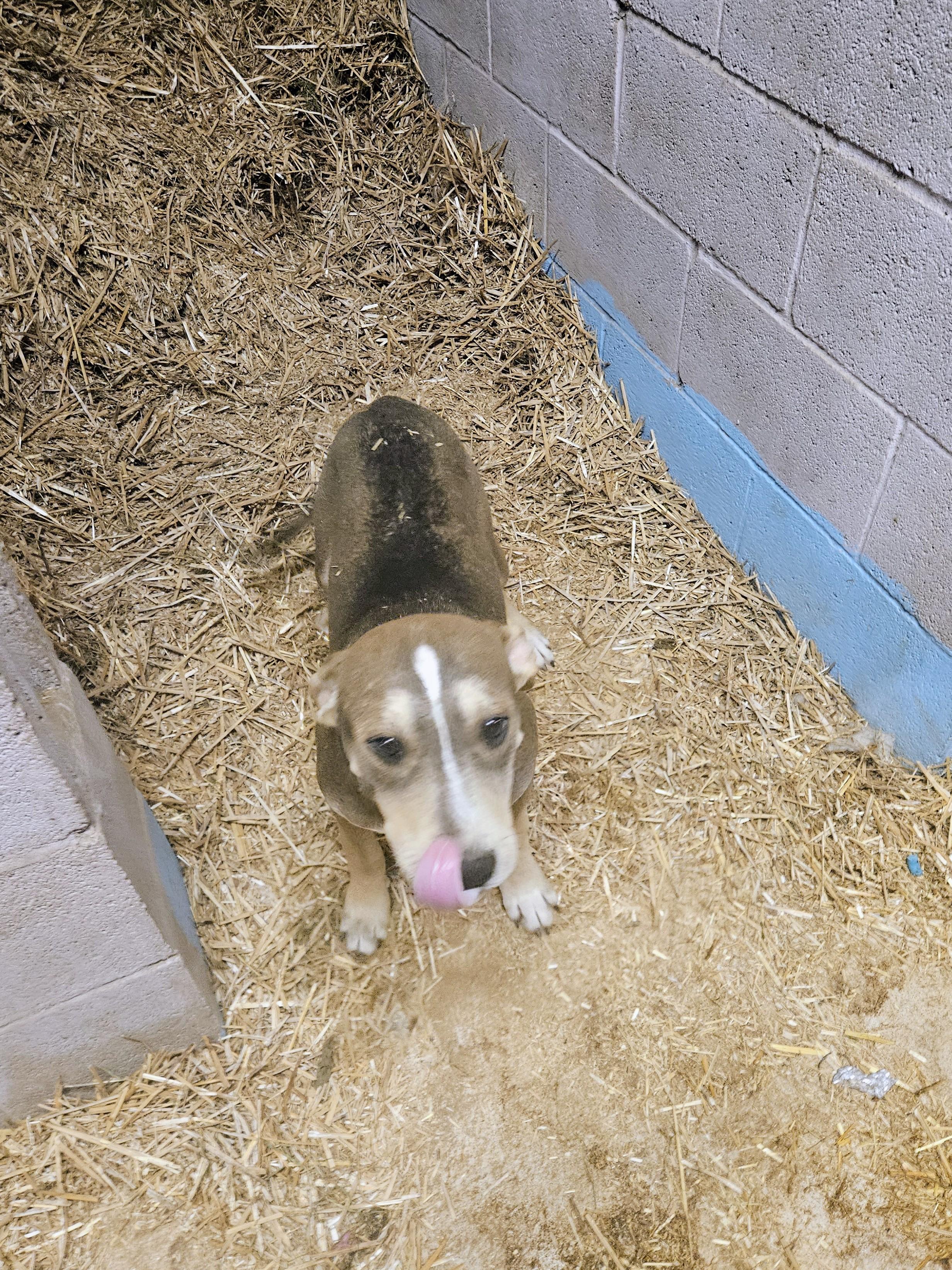 Thunder Twinkle — thumbnail 6