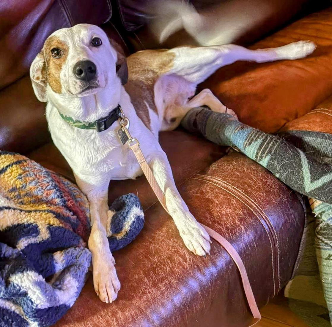 Barclay, Adoptable, Young Male Jack Russell Terrier.