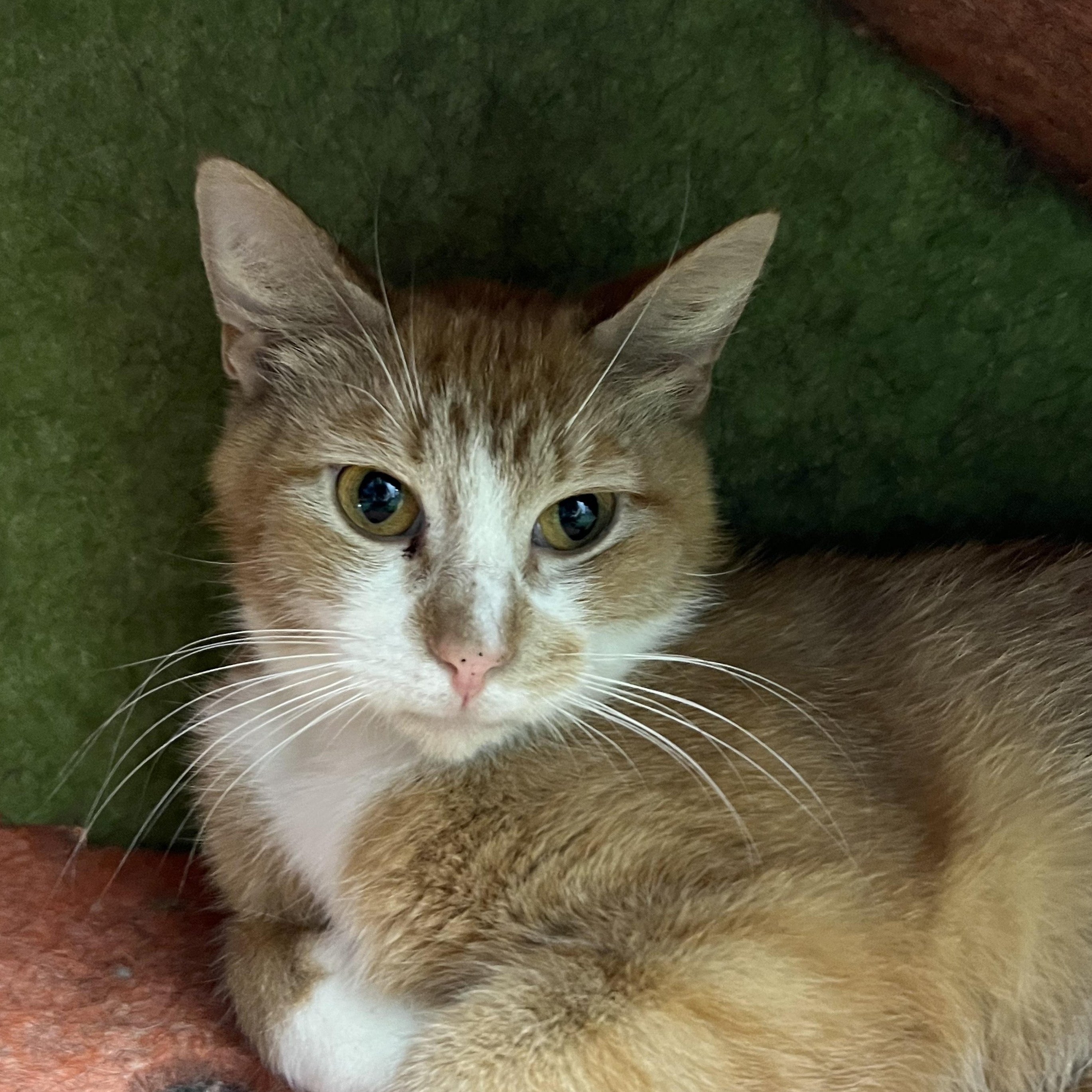 Chamomile, an adopted mixed breed in Mount Pleasant, MI image 3/3